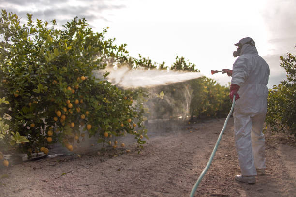 Best Termite Control Services  in Hodgkins, IL