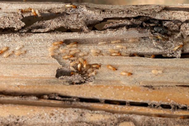 Wildlife Control Services in Hodgkins, IL
